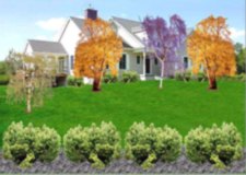 Landscape Vision for Great Landscape Design